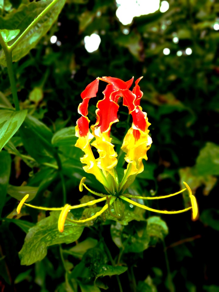 flame Lily