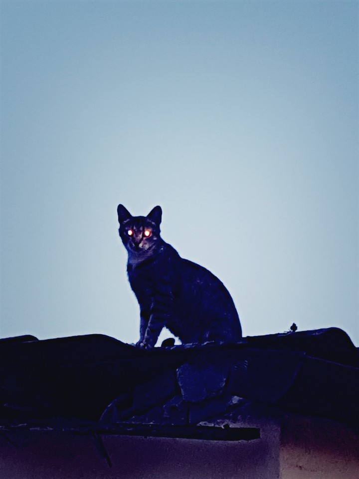 American Gods Cat