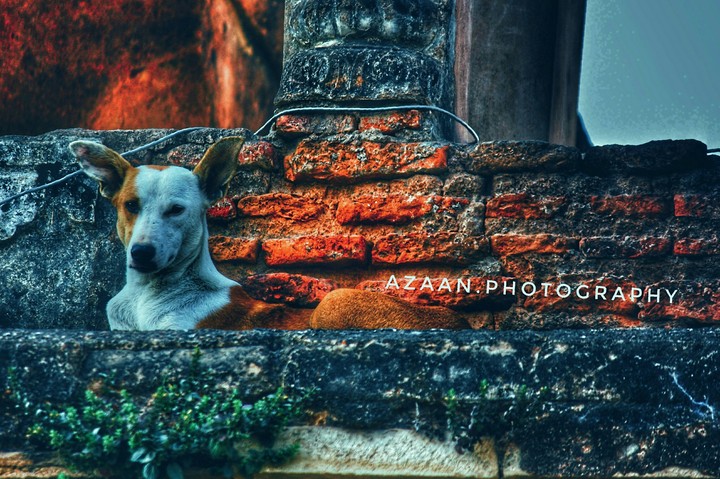 street dog
