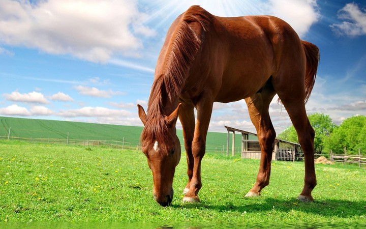 horse