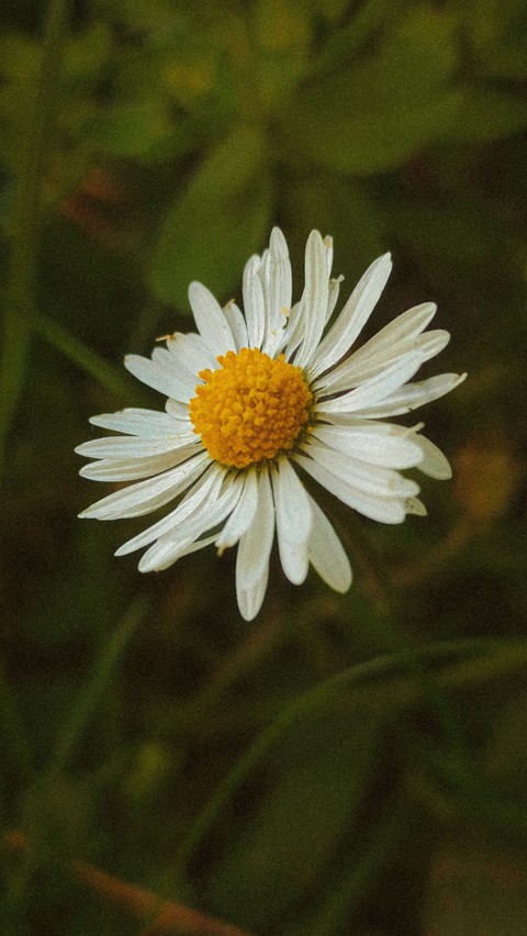 fondos de pantalla Pollen, wildflower