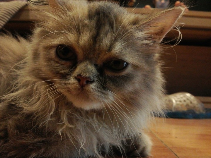 cat
