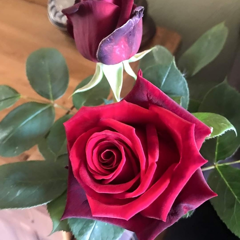 roses