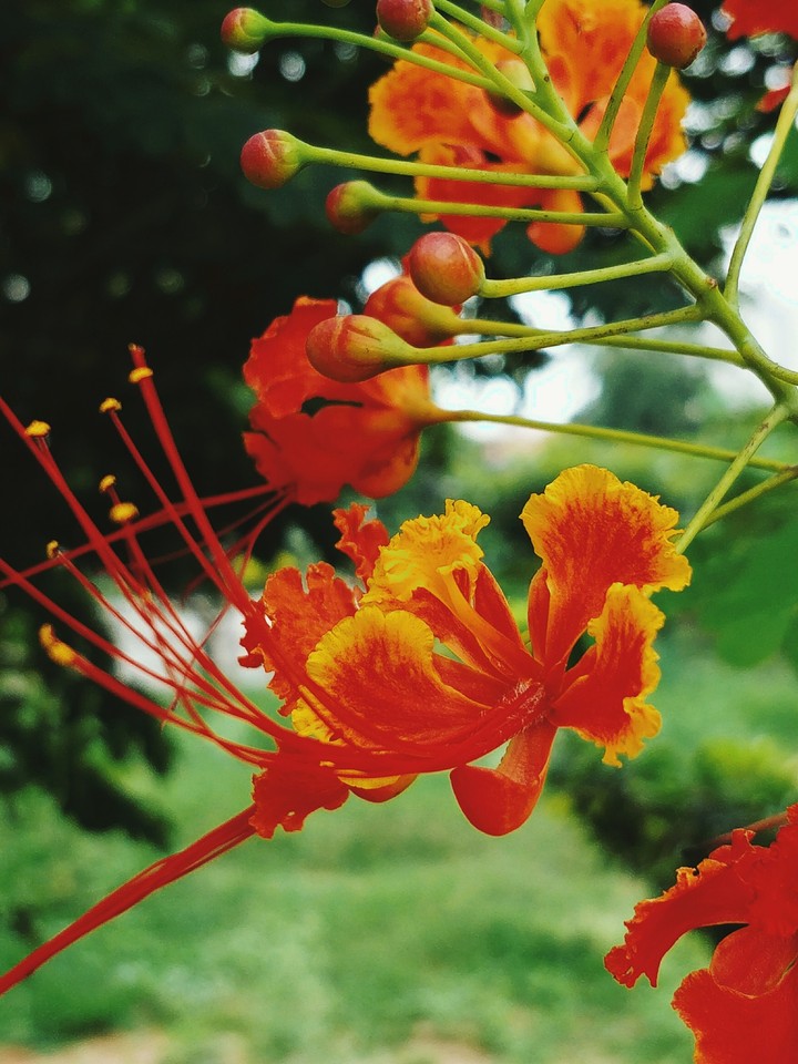 Red Flower
