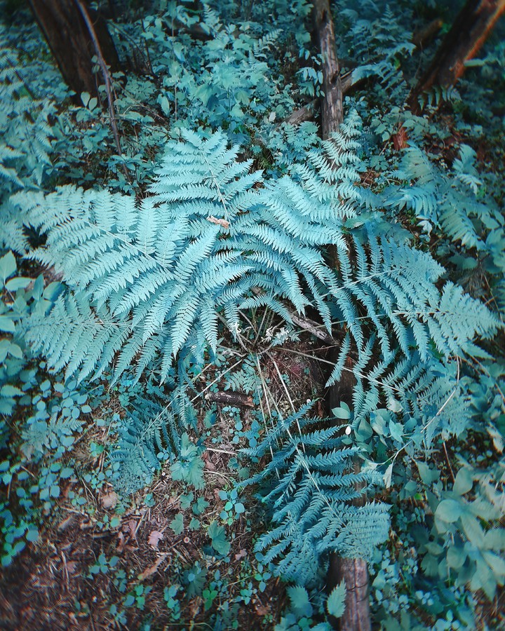 Blue Fern