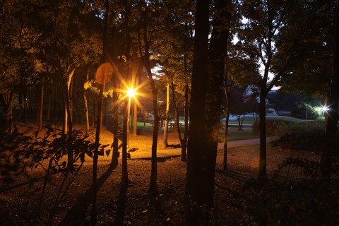 Forest
