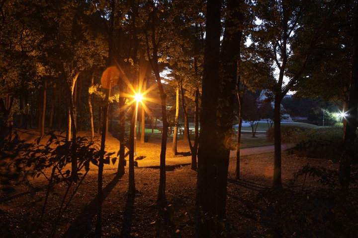 Forest