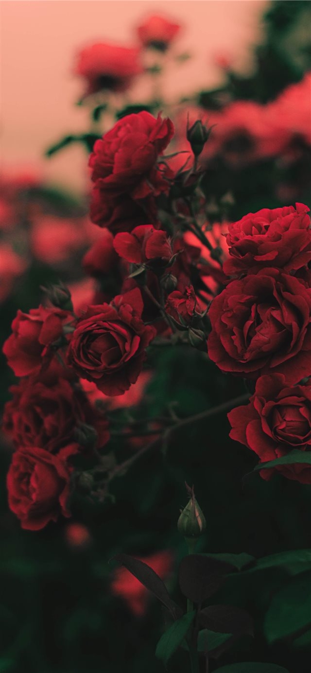 rose garden
