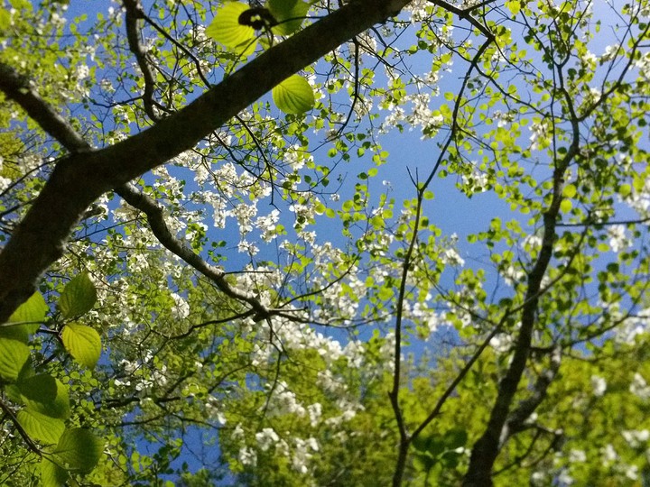 dogwood