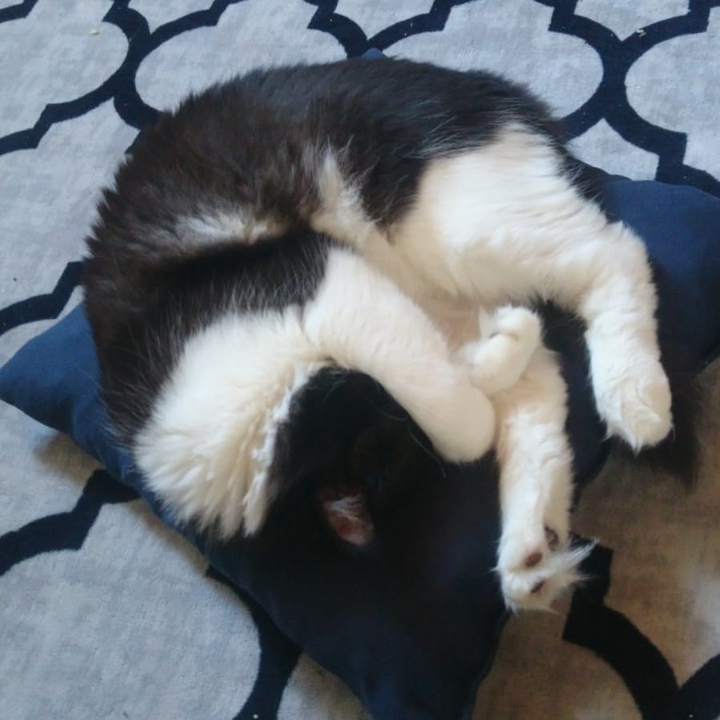 cat Kömür