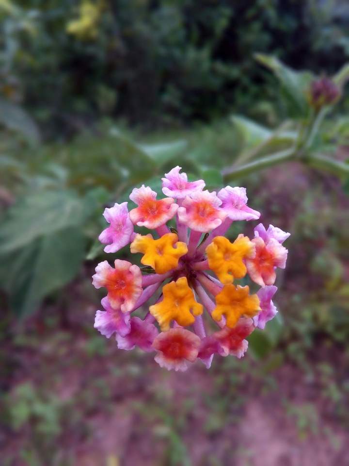 stranger and beautiful flower