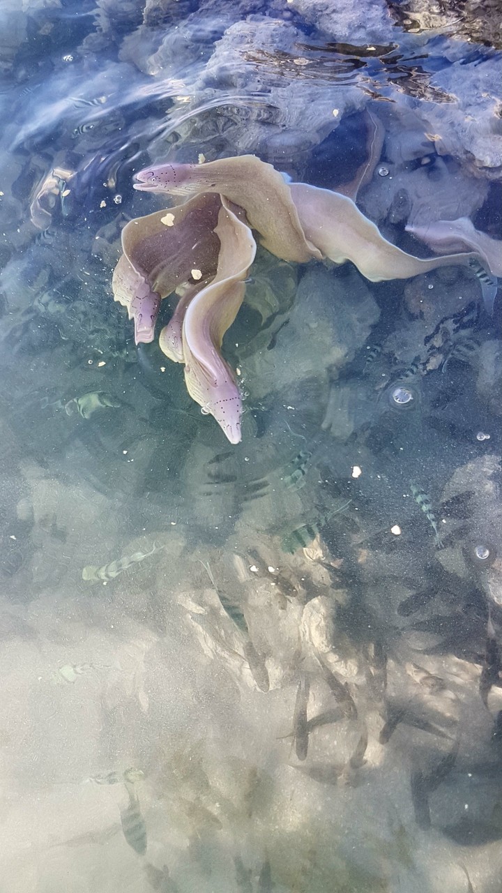 al