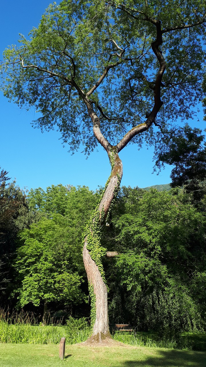 Arbre tordu