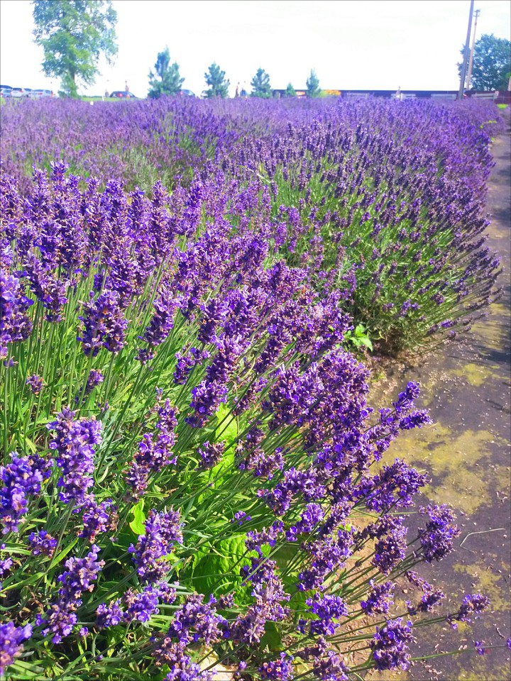 lavender