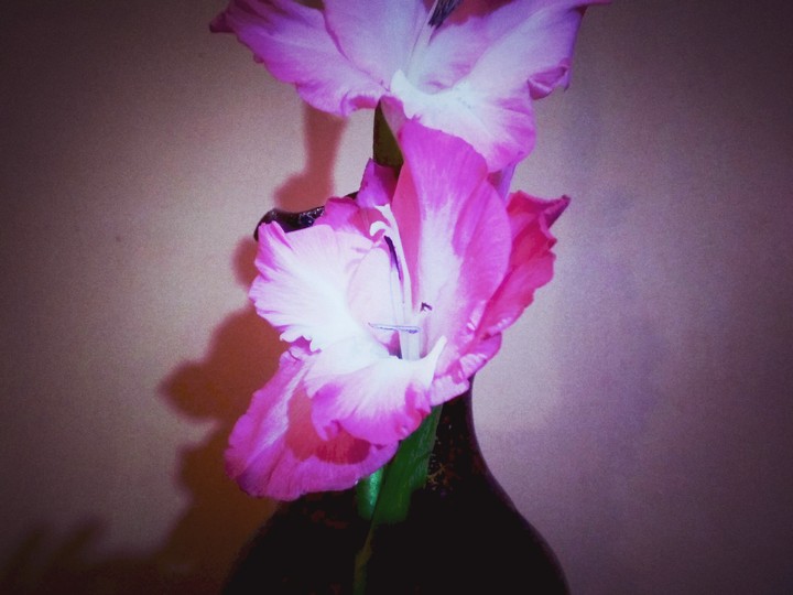 Pink