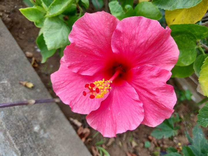 Hibiscus