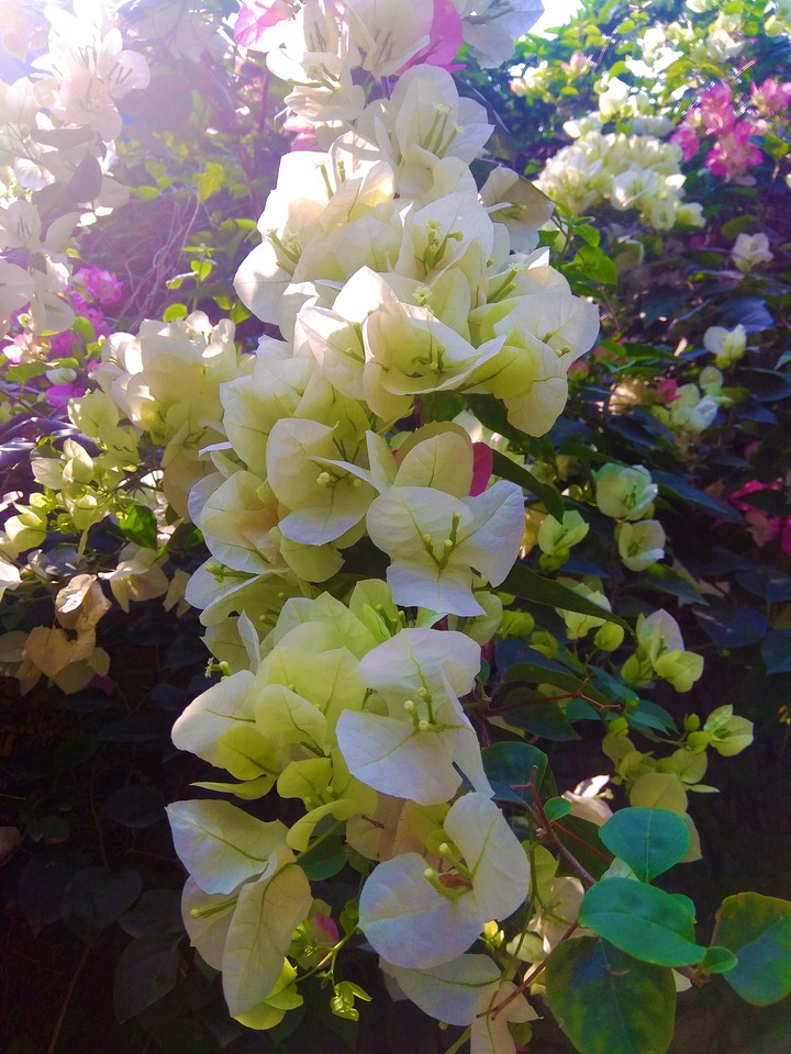 Flower