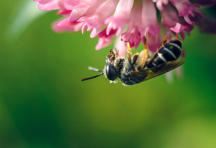 Bee on the flower