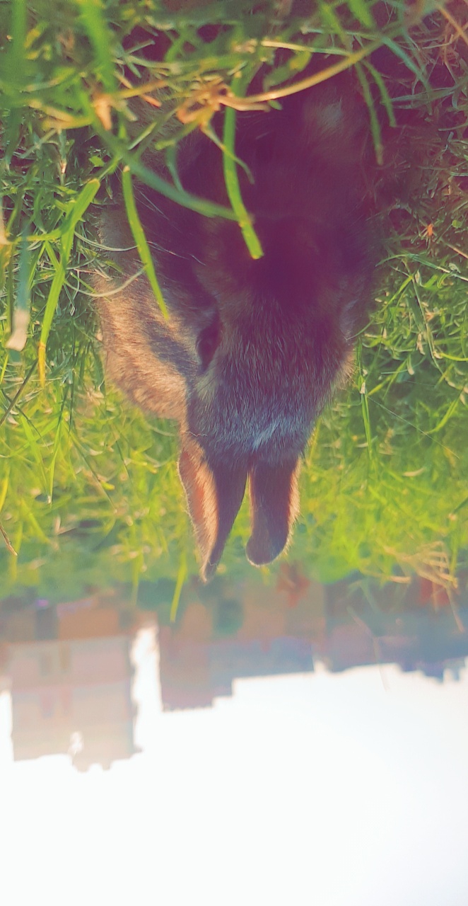 rabbit