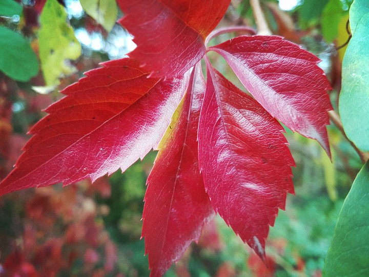 Red leaves