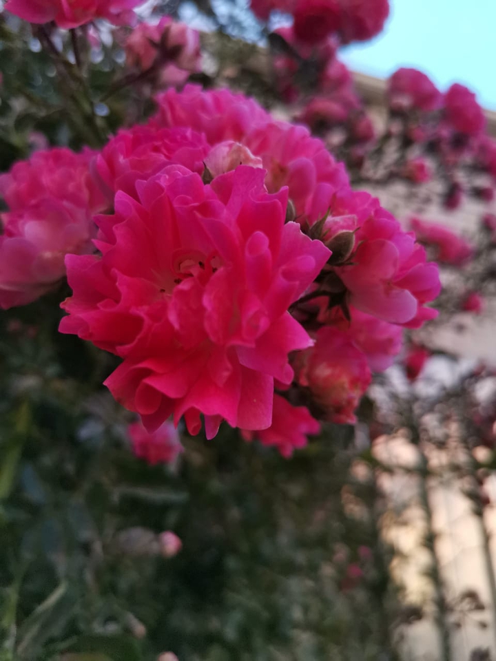 #rose