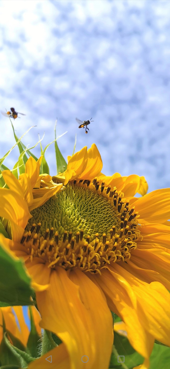 stingless bee