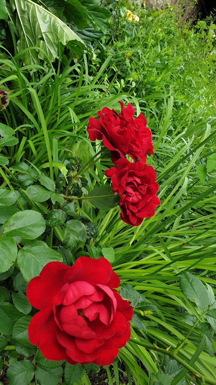 Flowers