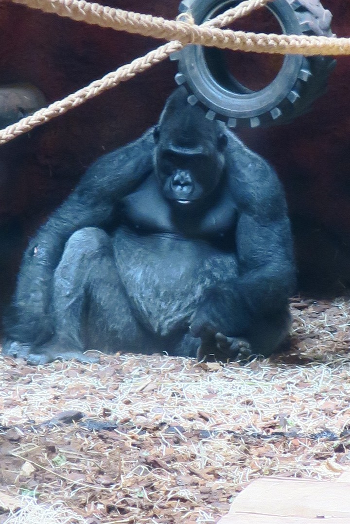 Pairi Daiza