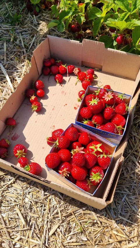 обои strawberry, fruit