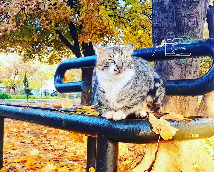 cat