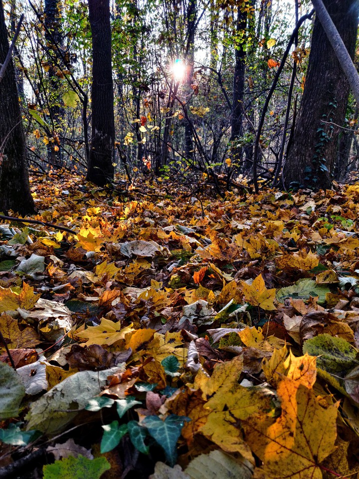 Sunny autumn day