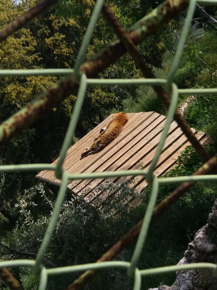 Tiger in the Zoo