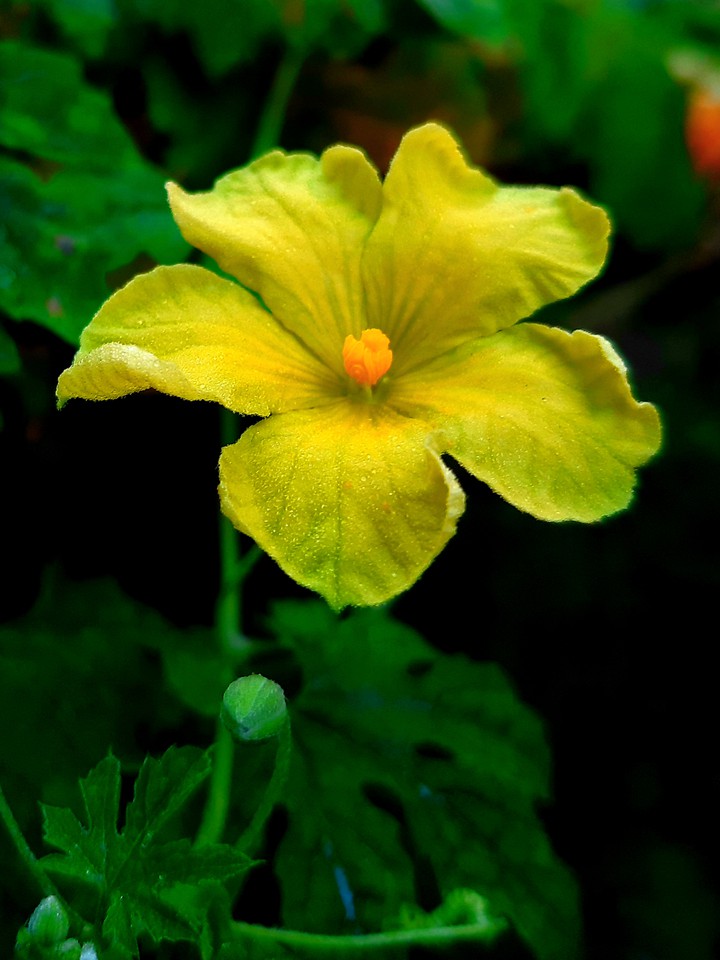 yellow veg flower