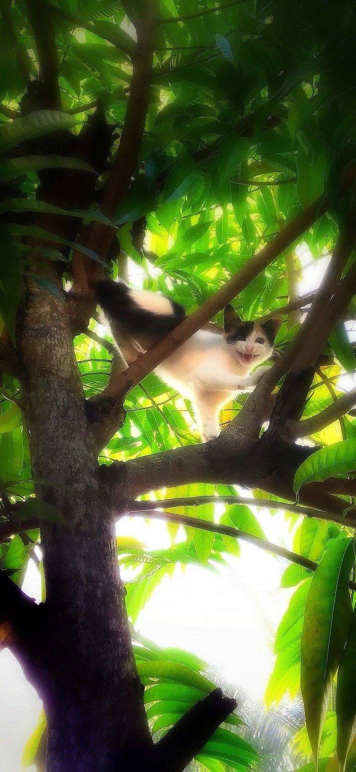 cat