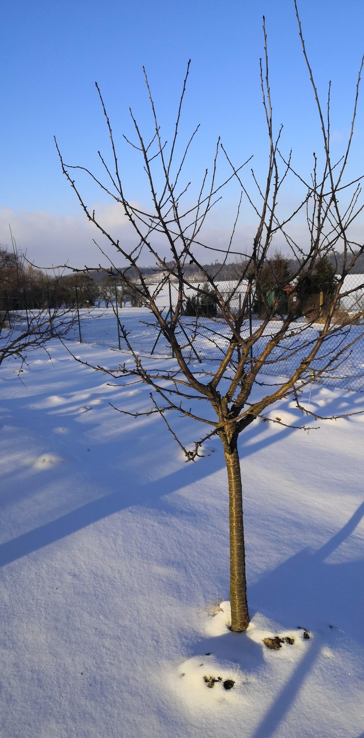 Winter_tree_garden