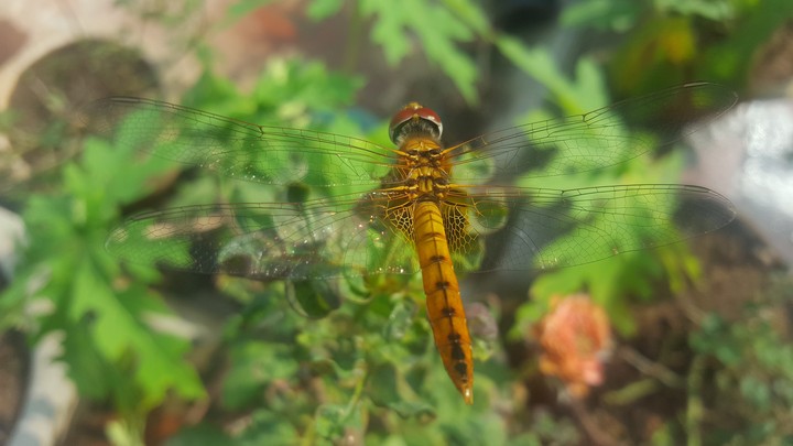 Dragon fly
