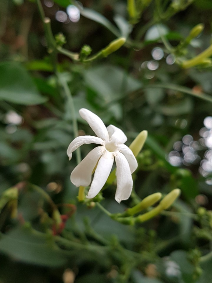 white love
