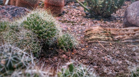 cactus