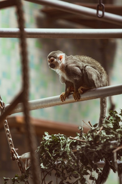 hình nền marmoset, macaque