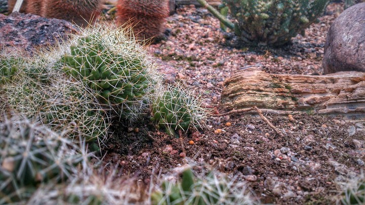 cactus