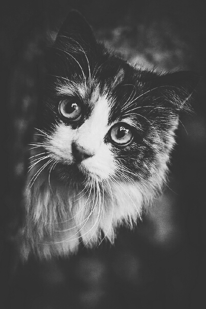 Кошечка