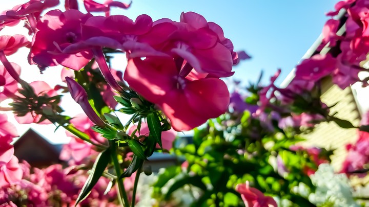 flower & sky