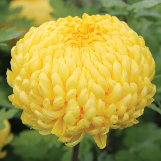 chrysanthemum