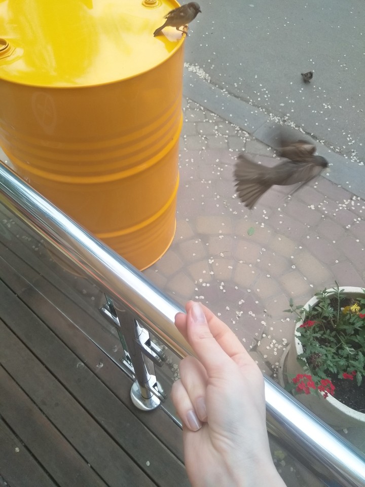 fly away
