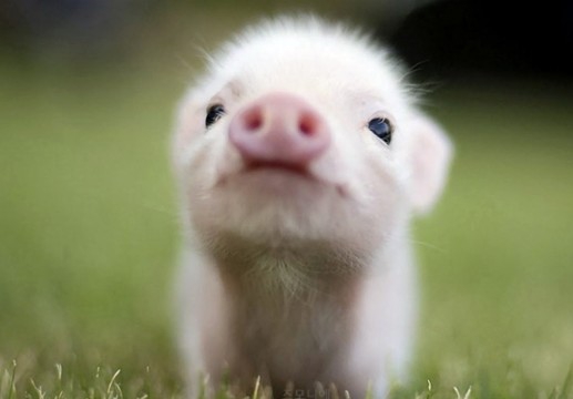 pig