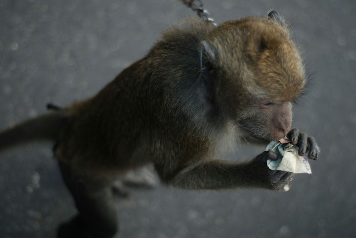 little monkey