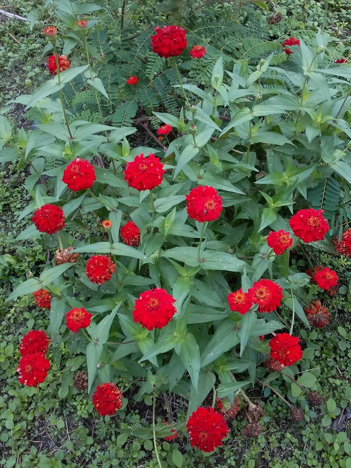 Flores