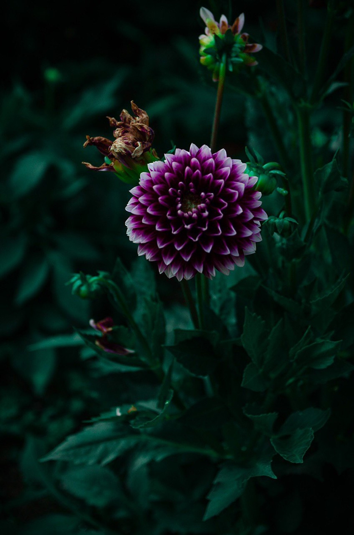 flower