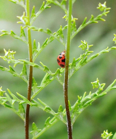 hình nền plant, herb