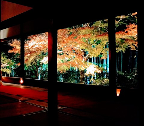 autumn color at night